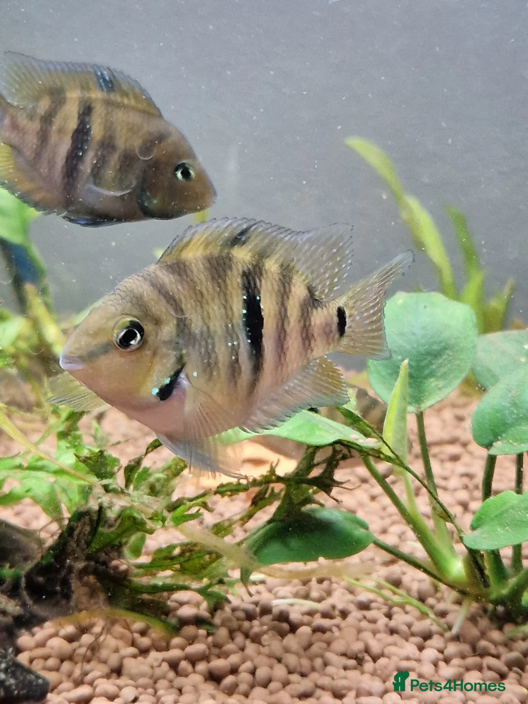 Other/Mixed Breed fish for sale: RARE BREED Polar Parrott x Firemouth  in Crawley - Advert 10