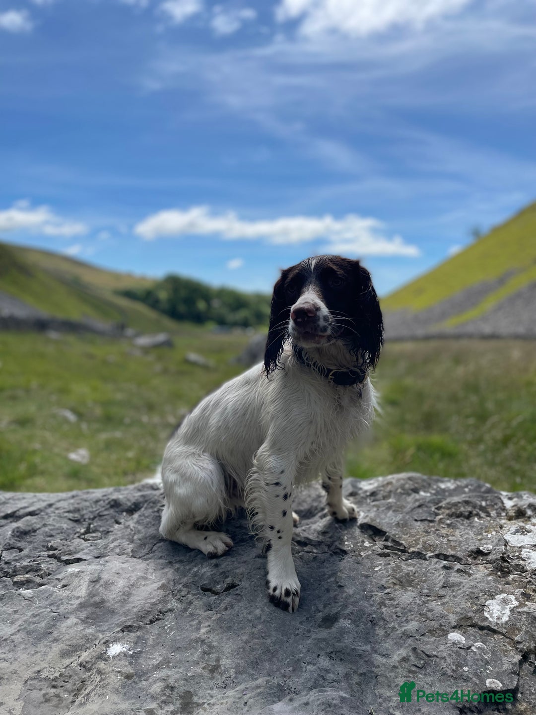 English Springer Spaniel dogs for stud: *KC registered* Gus available for stud in Pontefract - Advert 5
