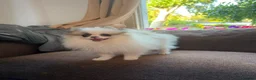 Pomeranian dogs for sale: Pomeranian Boy left Price Reduce! - Advert 1
