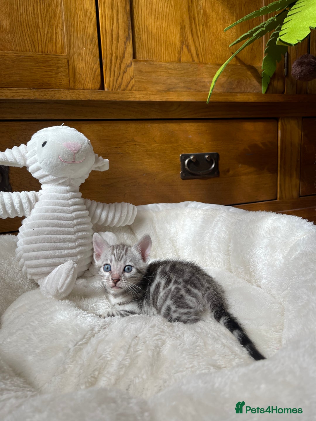 Bengal cats for sale: 💎💎💎 Luxury Bengal Kittens Available  - Image 26