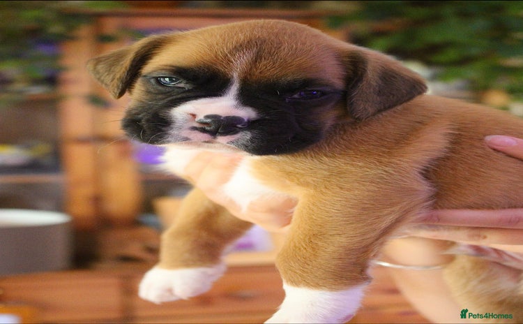 Boxer dogs - Advert 15