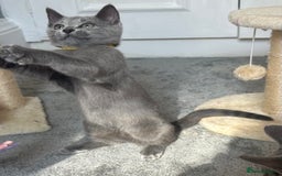 Russian Blue cats for sale: Russian Blue Kitten - Image 24