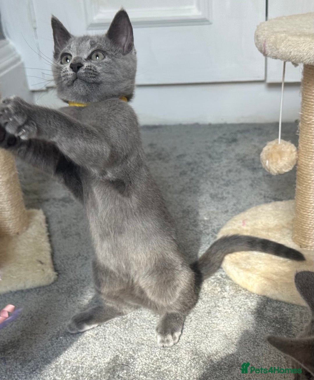 Russian Blue cats for sale: Russian Blue Kitten - Image 24
