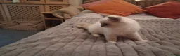 Ragdoll cats for sale: 3 boys  - Advert 8