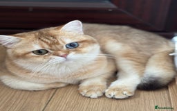 British Shorthair cats for sale: GCCF reg BSH Chocolate and Black Golden Kittens in London - Image 13