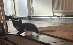 Scottish Fold cats for sale: Scottish Fold Kittens - Image 28