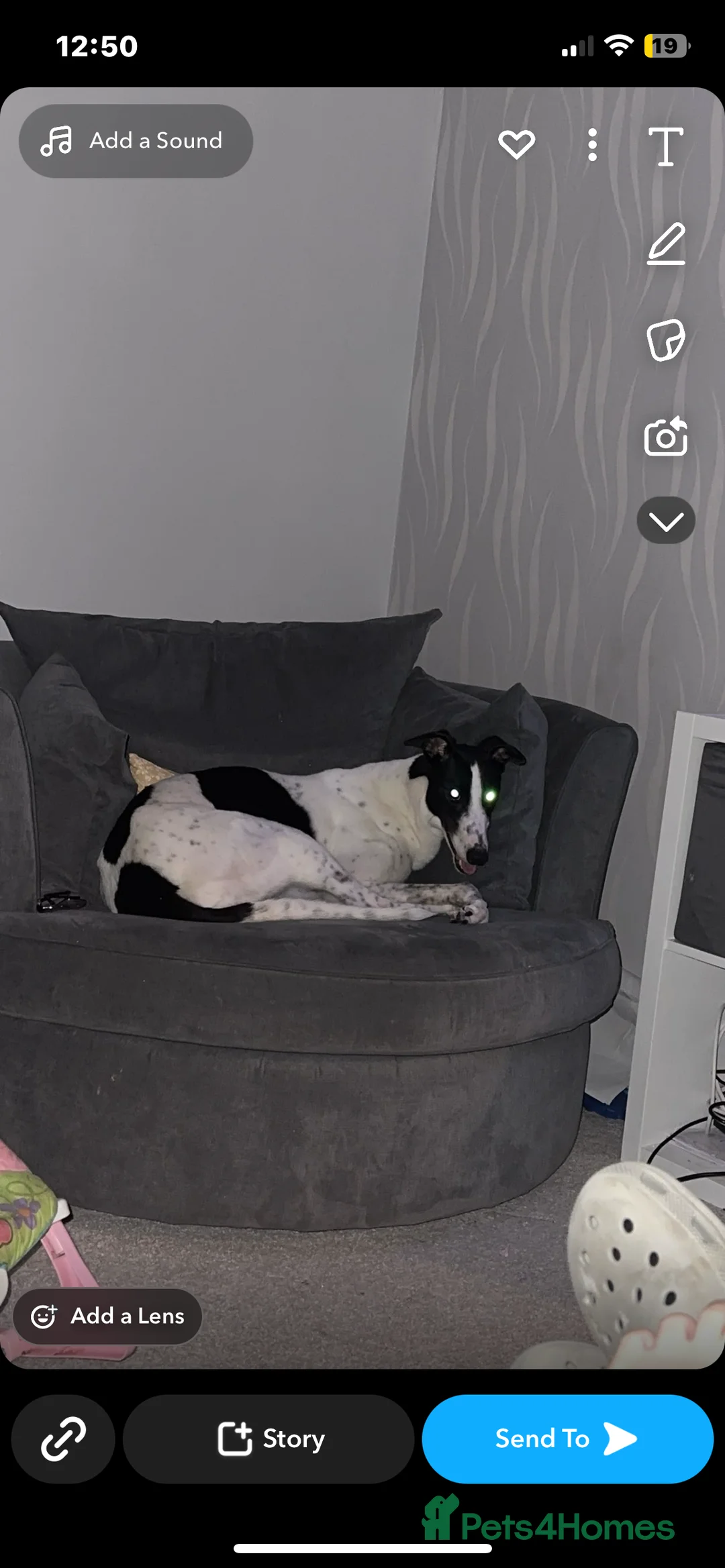 Greyhound dogs for sale: Eve the greyhound - Advert 3