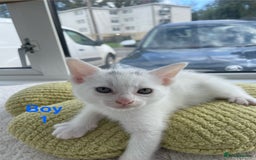 Mixed Breed cats for sale: White kittens looking for a forever loving family  - Image 2