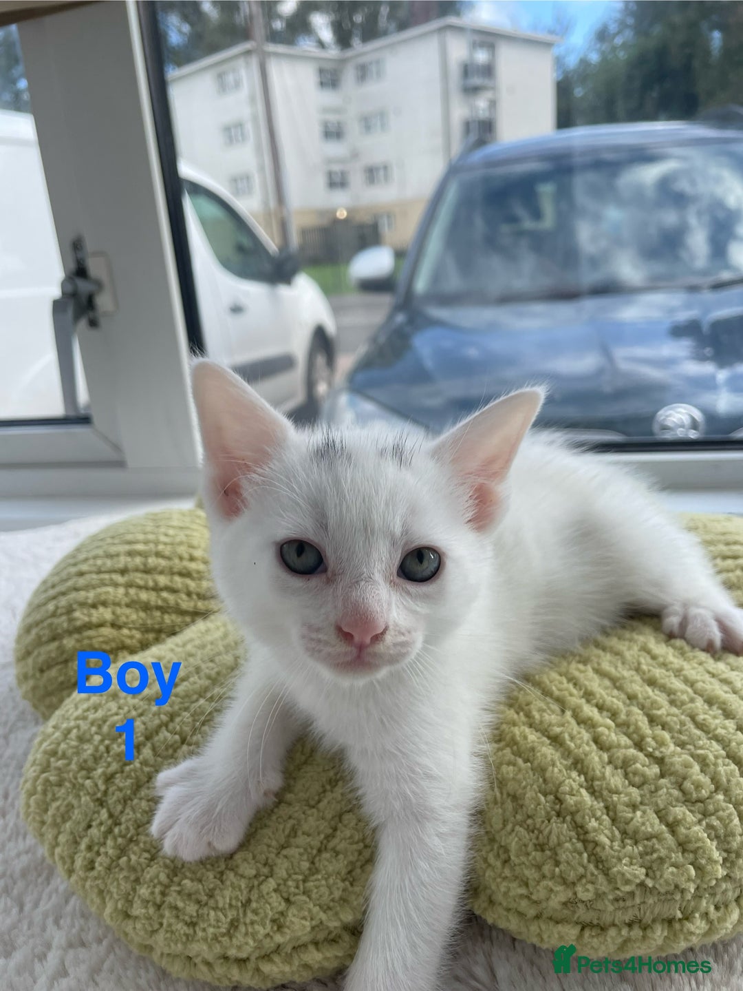 Mixed Breed cats for sale: White kittens looking for a forever loving family  - Image 2