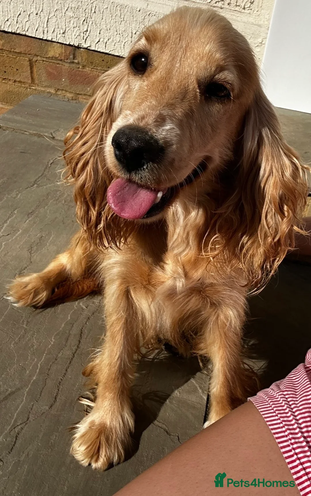 Cocker Spaniel dogs for sale: cocker spaniel - Advert 1