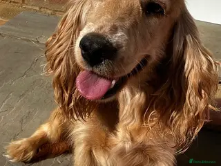 Cocker Spaniel dogs cocker spaniel - Advert 1