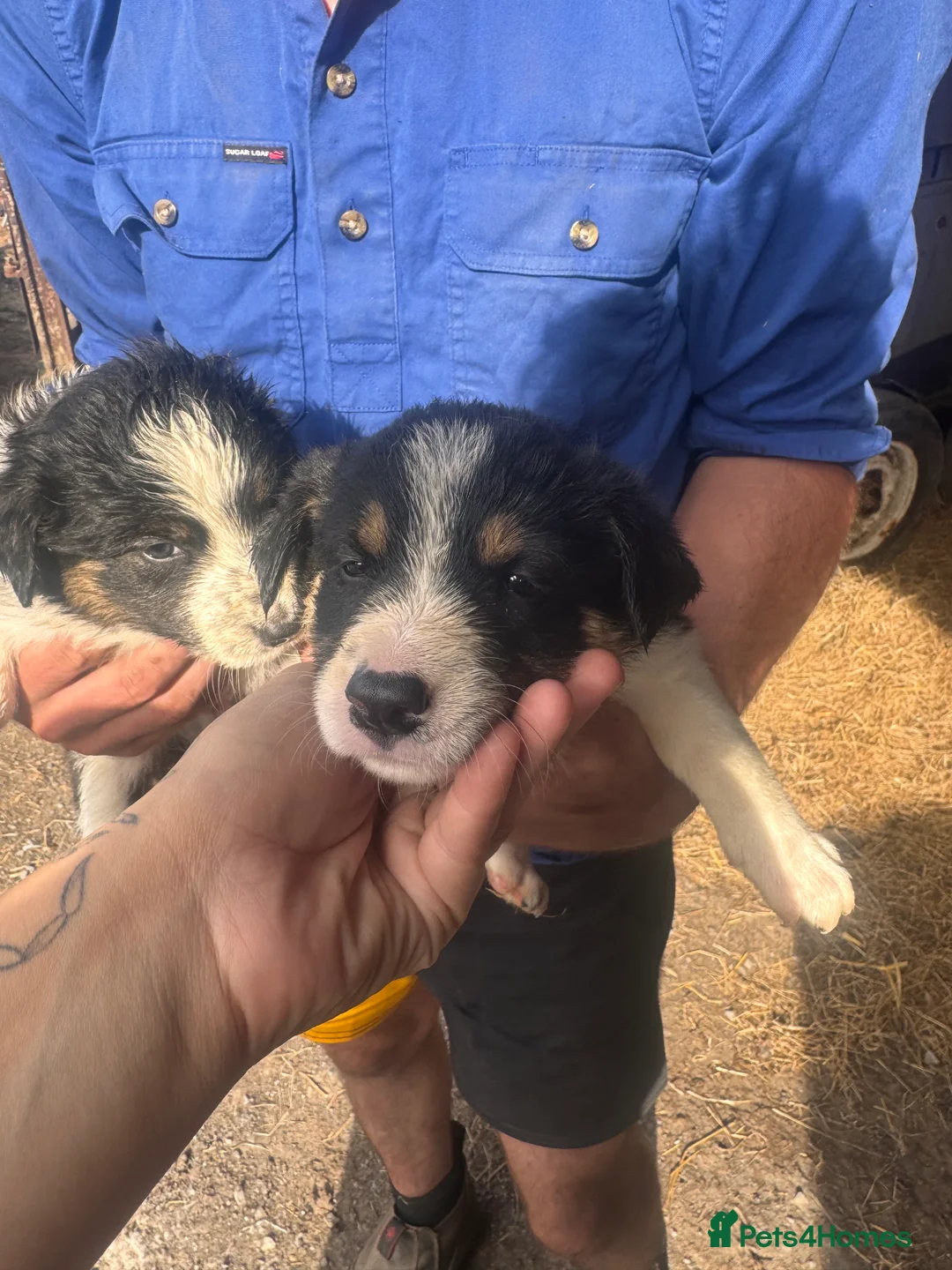 Border Collie dogs for sale: Merle and collie pups  - Advert 18
