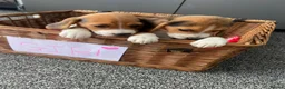Beagle dogs for sale: Beagle puppies - Advert 13