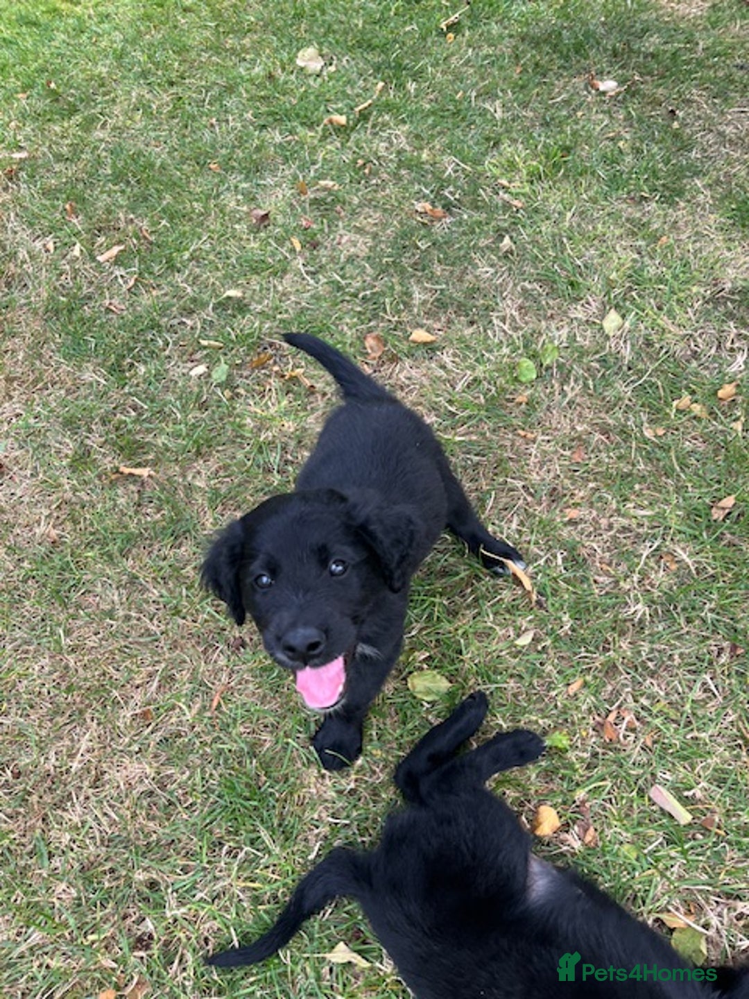 Mixed Breed dogs for sale: Collie Setter puppies - Image 7