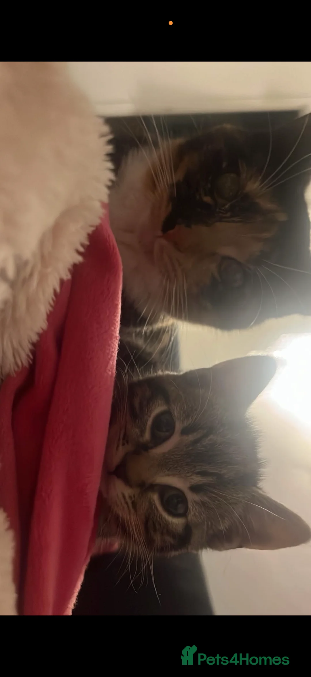 Mixed Breed cats for sale: Calico male kitten - Advert 2