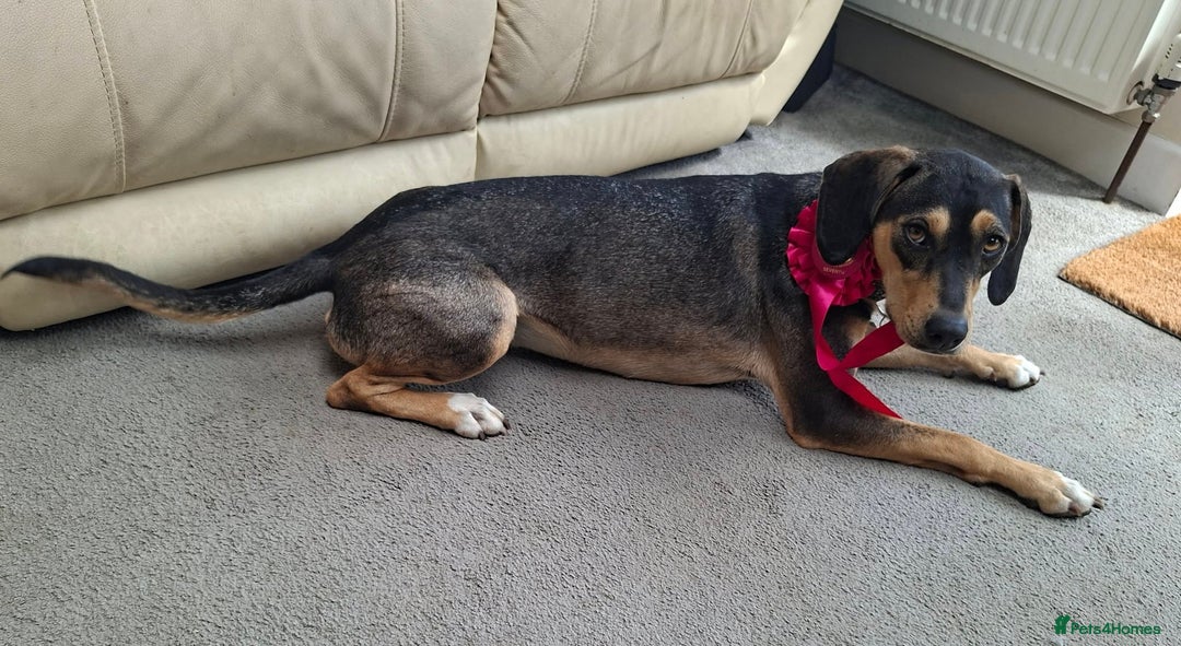 Mixed Breed dogs for adoption: FREYA - 18 Months Old, Hound Mix Girl - Image 5