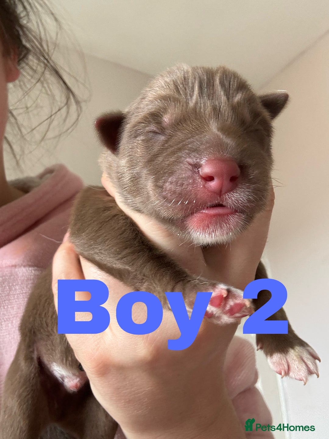 Siberian Husky dogs for sale: 8 beautiful husky puppies - Image 1