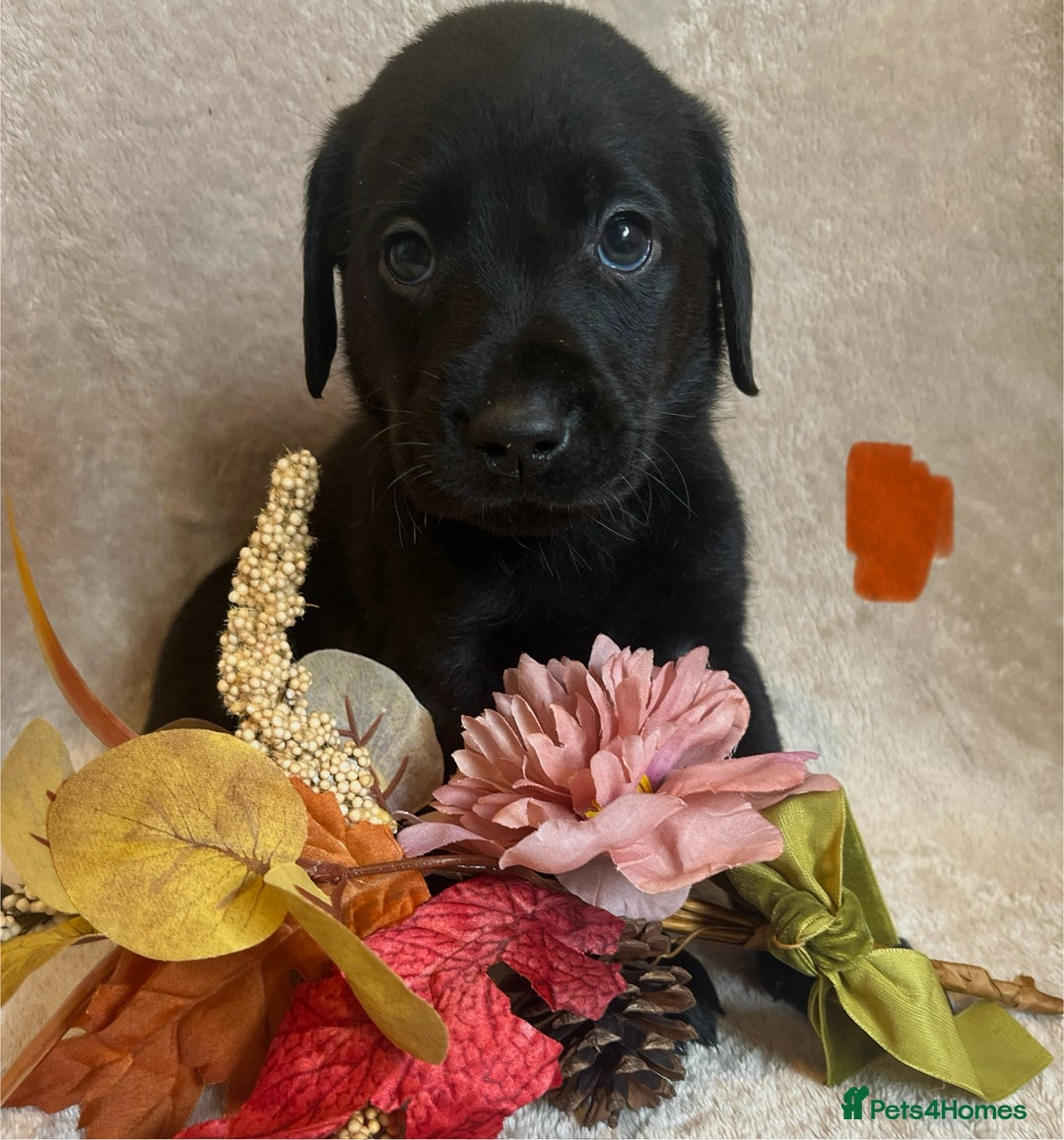 Labrador Retriever dogs for sale: 3 Beautiful female Labradors ready to leave❤️ - Image 13