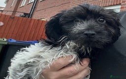 Cockapoo dogs for sale: F1b beautiful girl  - Image 1