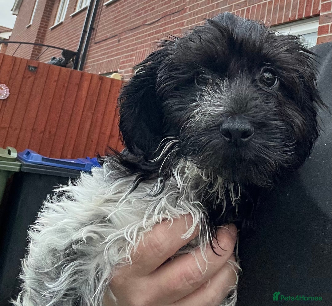 Cockapoo dogs for sale: F1b beautiful girl  - Image 1
