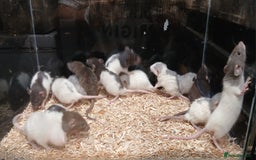 Rat rodents for sale: Baby Dumbo Rats , Furred , Rex , Naked  - Image 9