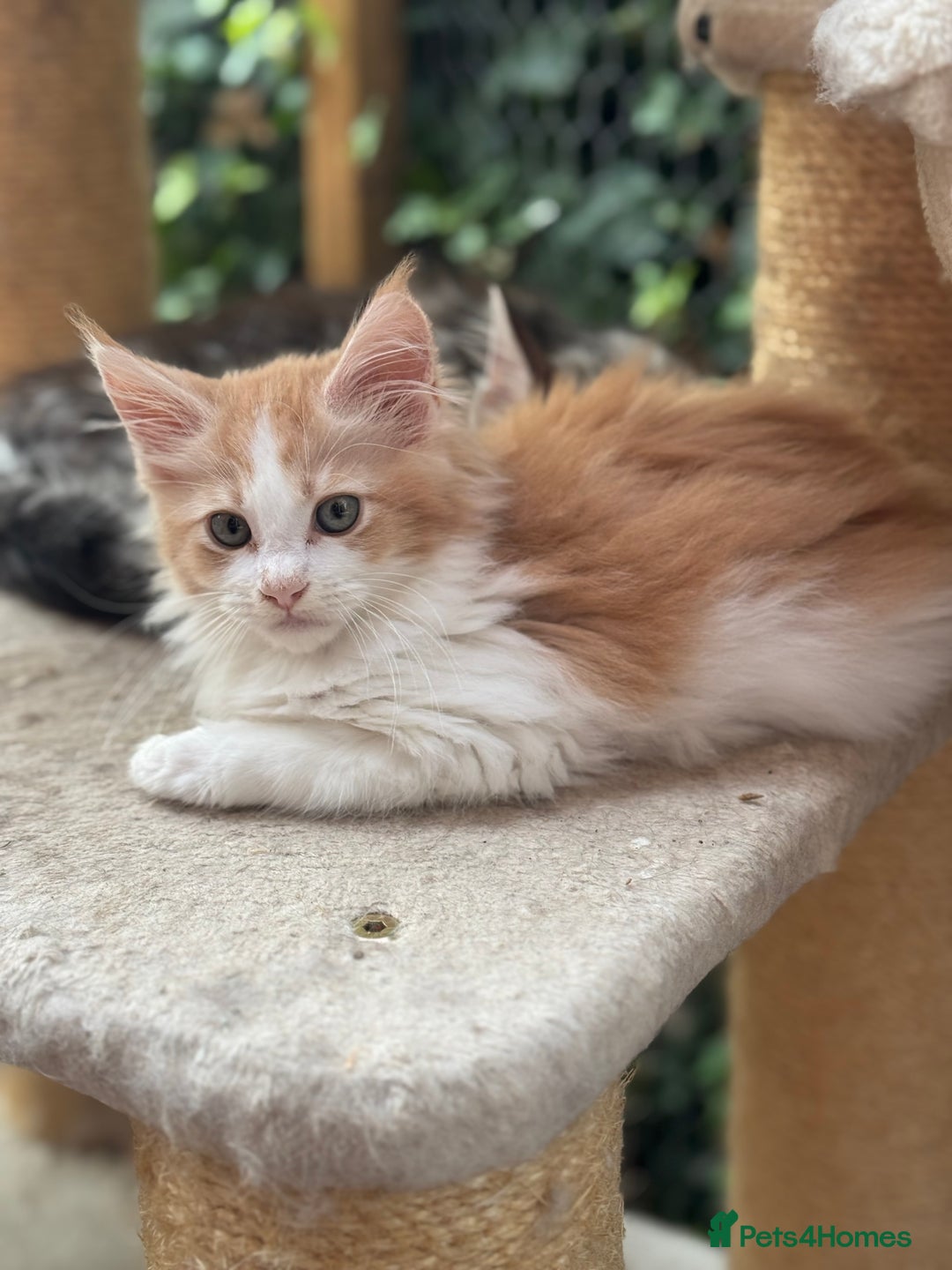 Maine Coon cats for sale: Gorgeous Pedigree Maine Coon Shaded Line Males - Image 6