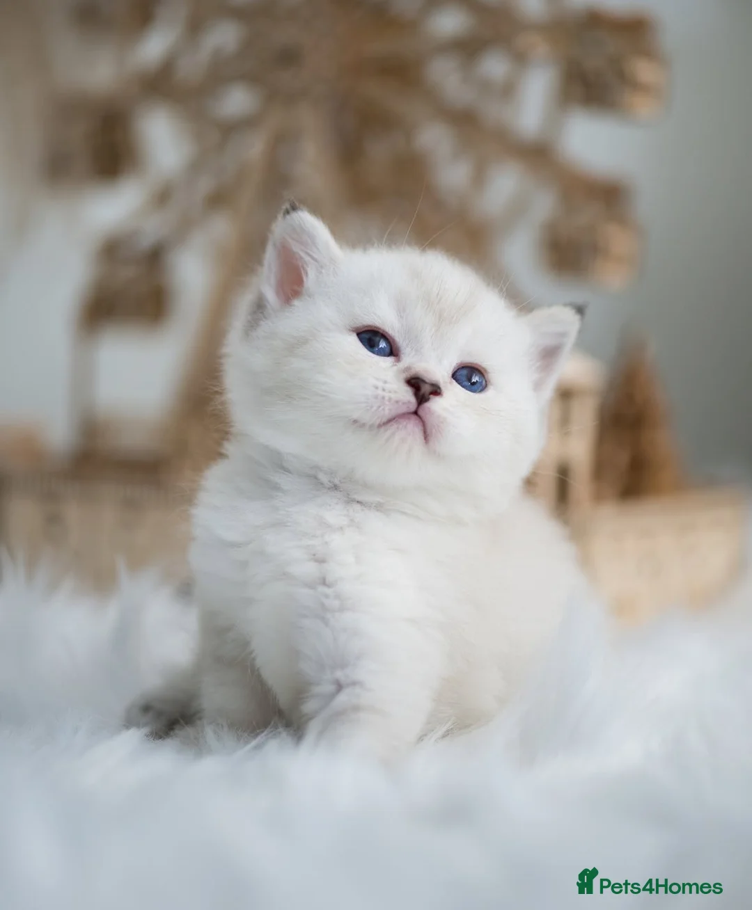 British Shorthair cats for sale: Beautiful colourpoint British shorthair kittens - Advert 1