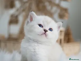 British Shorthair cats Beautiful colourpoint British shorthair kittens - Advert 1