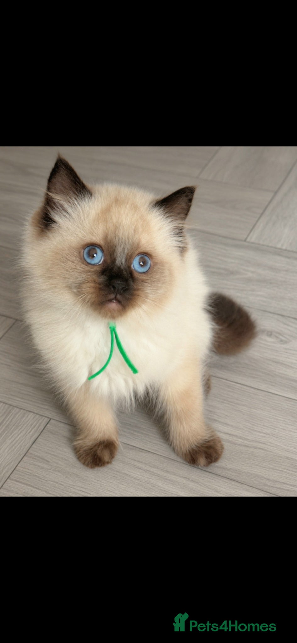 Ragdoll cats Double grandchampion line pedigree kittens.  - Advert 11
