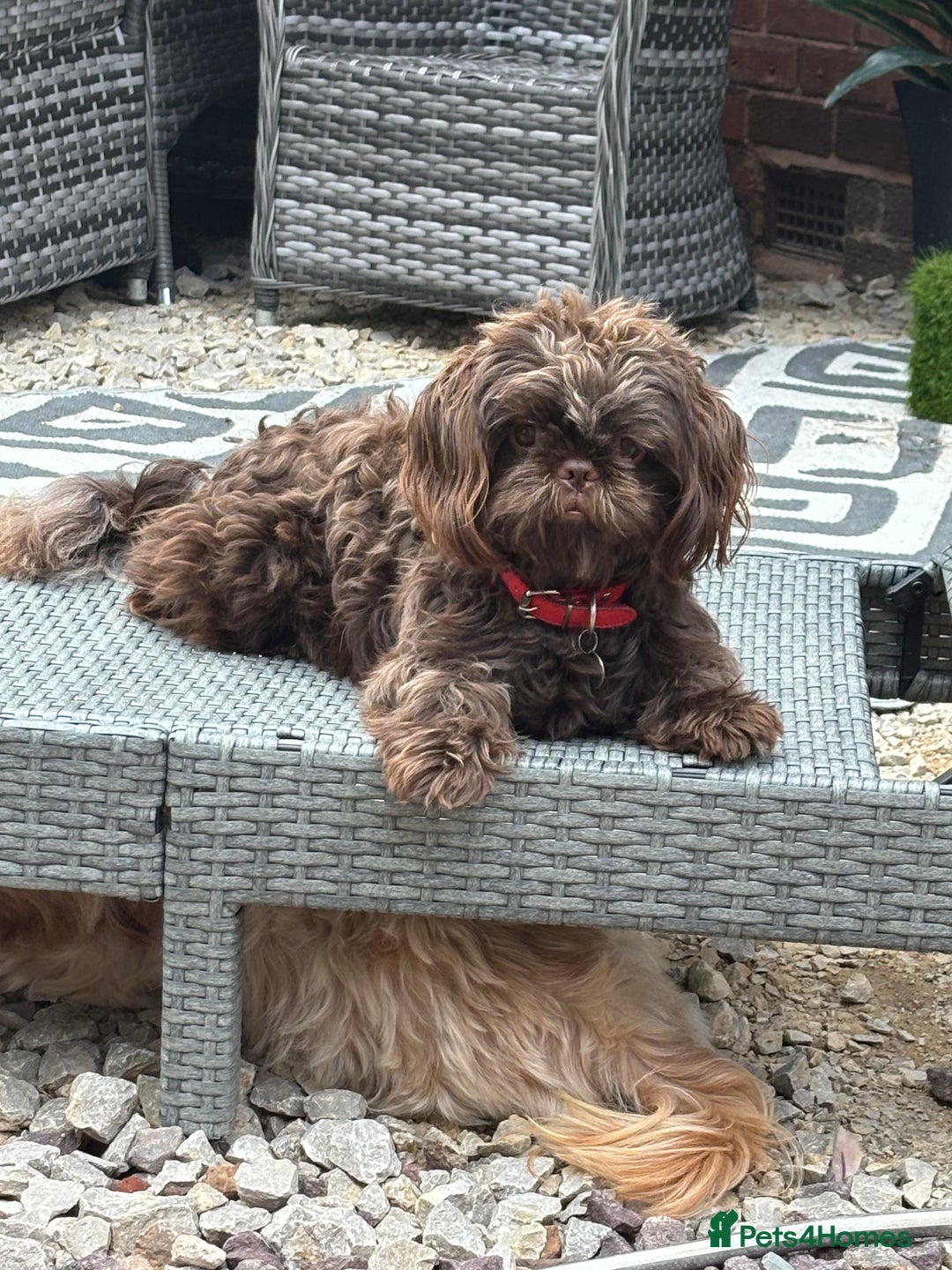 Shih Tzu dogs for sale: Imperial shih tzu puppies - Image 5