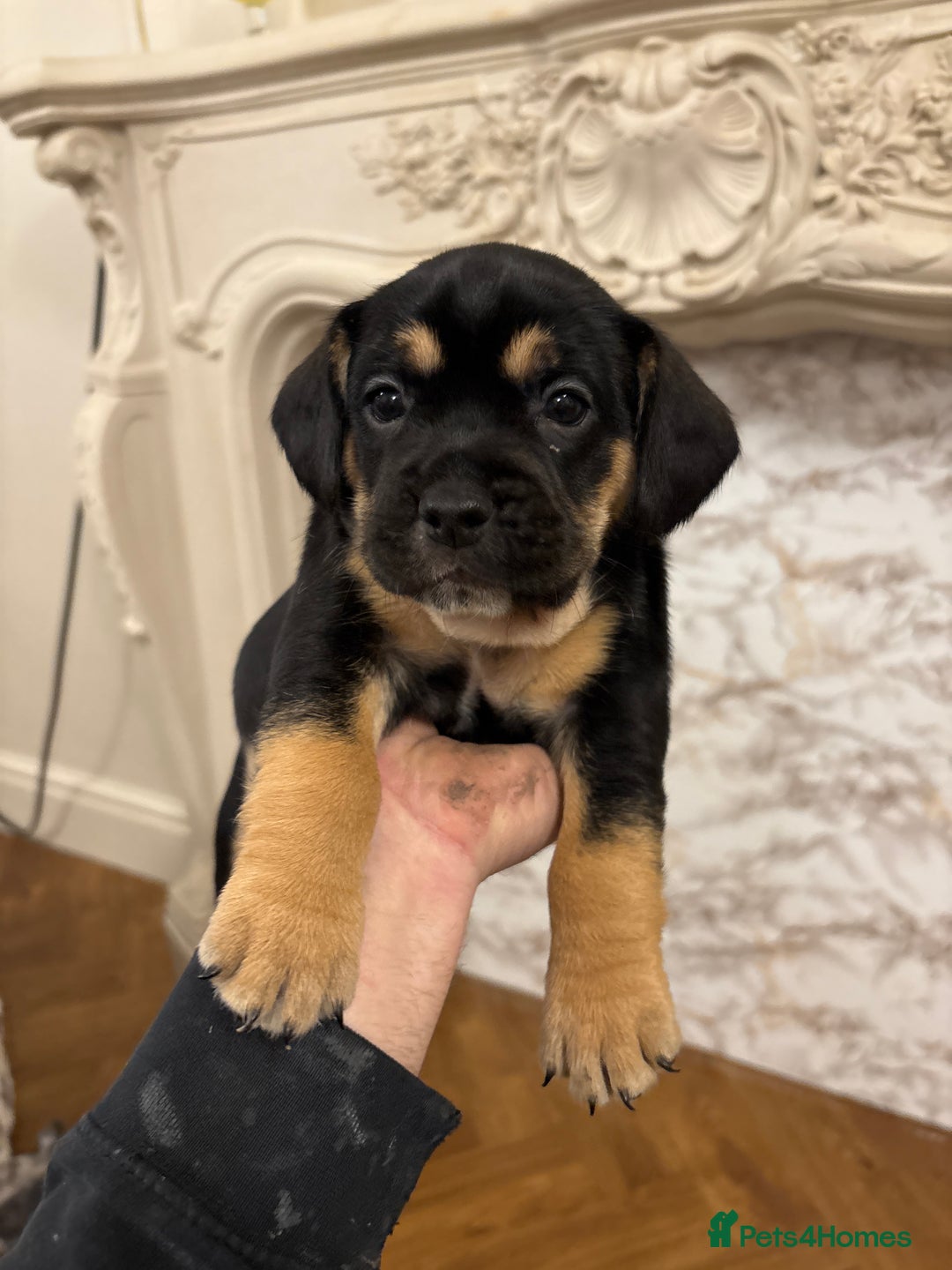 French Bulldog dogs for sale: Unique litter! - Advert 5