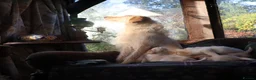 Labradoodle dogs for sale: Lovely Labradoodle Puppies - Advert 23