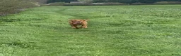Labrador Retriever dogs for sale: Fox Red Labrador  - Advert 2