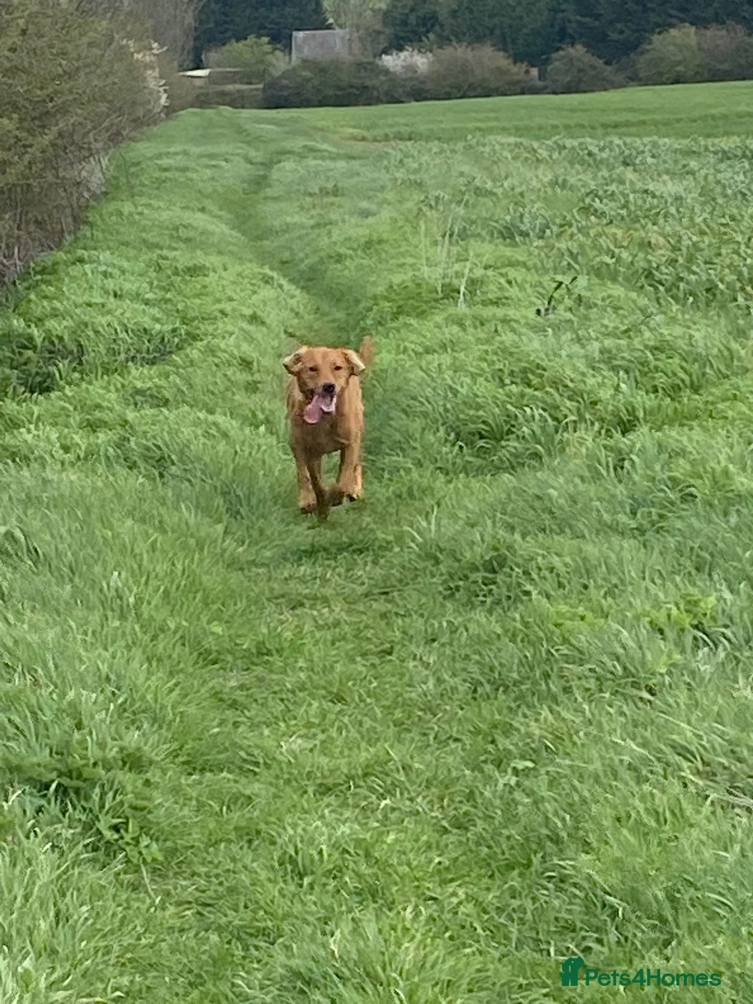 Labrador Retriever dogs for sale: Fox Red Labrador  - Advert 2