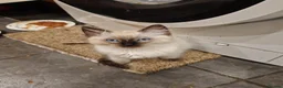 Ragdoll cats for sale: 3 beautiful Ragdoll boys ready forr new homes - Advert 2