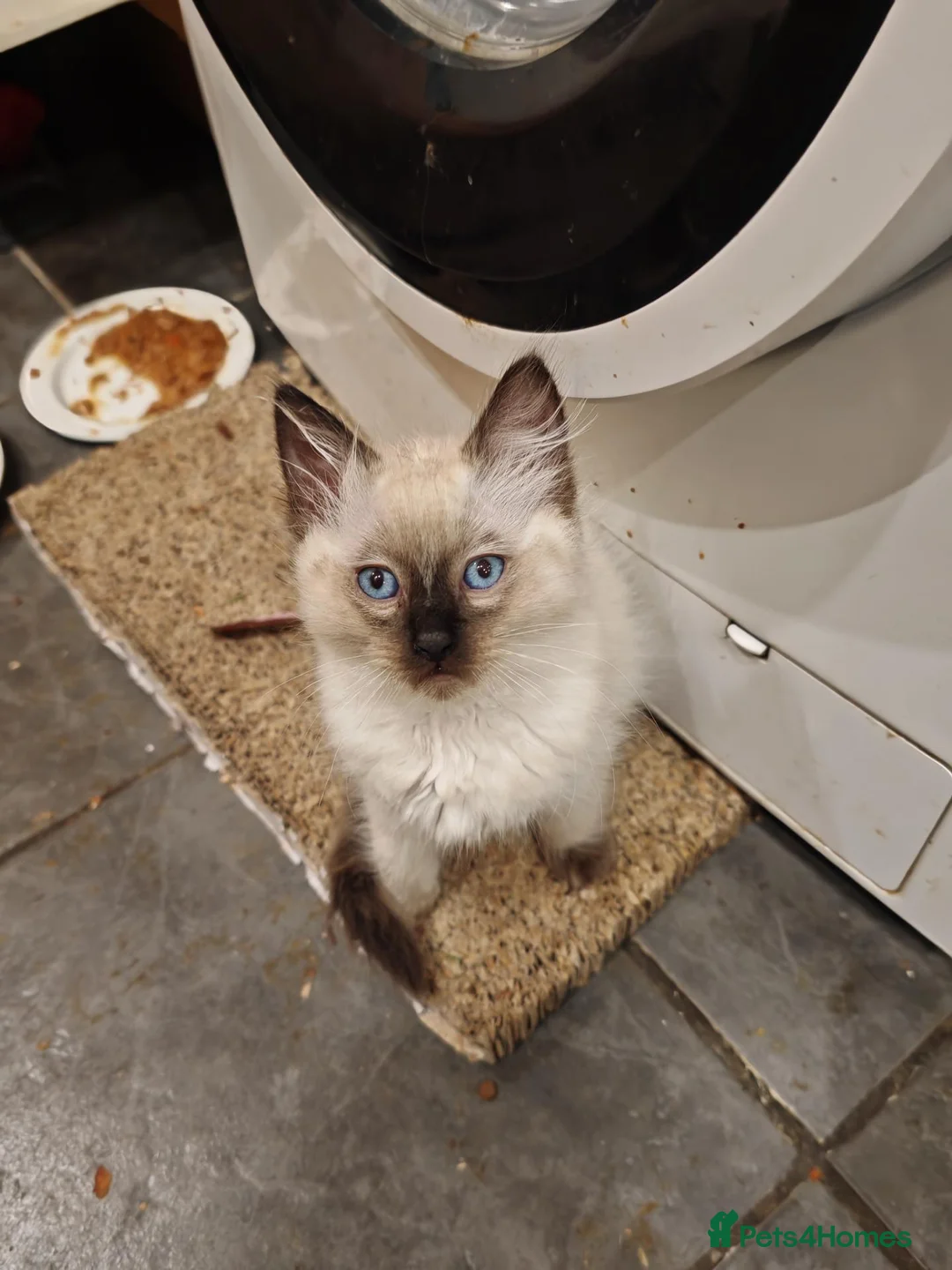 Ragdoll cats for sale: 3 beautiful Ragdoll boys ready forr new homes - Advert 2