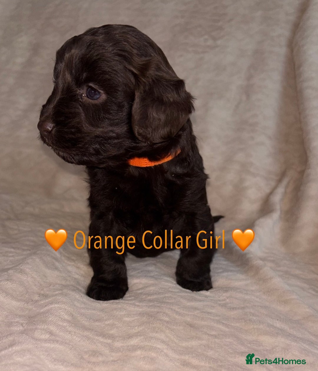 Cavapoo dogs for sale: 🐶 F1 CAVAPOO PUPPIES HEALTH TESTED PARENTS 🐶 - Advert 38
