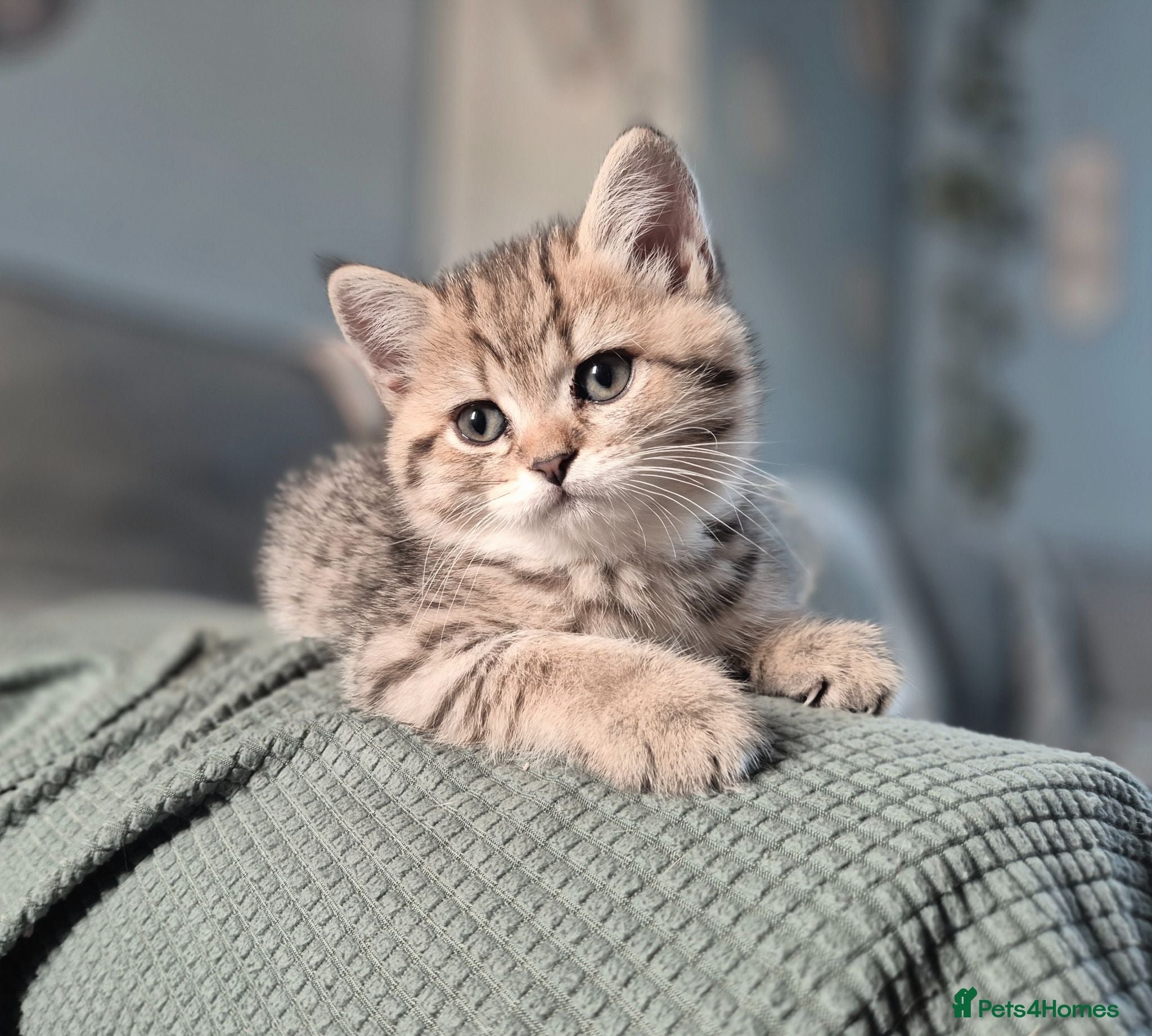British Shorthair cats Champion bloodline, Health tested,Pedigree BSH - Advert 1