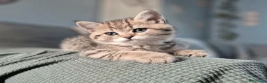 British Shorthair 4