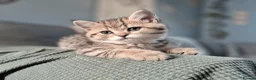 British Shorthair cats for sale: Champion bloodline, Health tested,Pedigree BSH - Advert 14