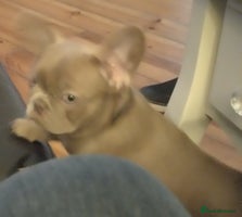 French Bulldog dogs Frenchies for sale - Advert 4