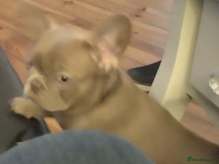 French Bulldog dogs Frenchies for sale - Advert 16