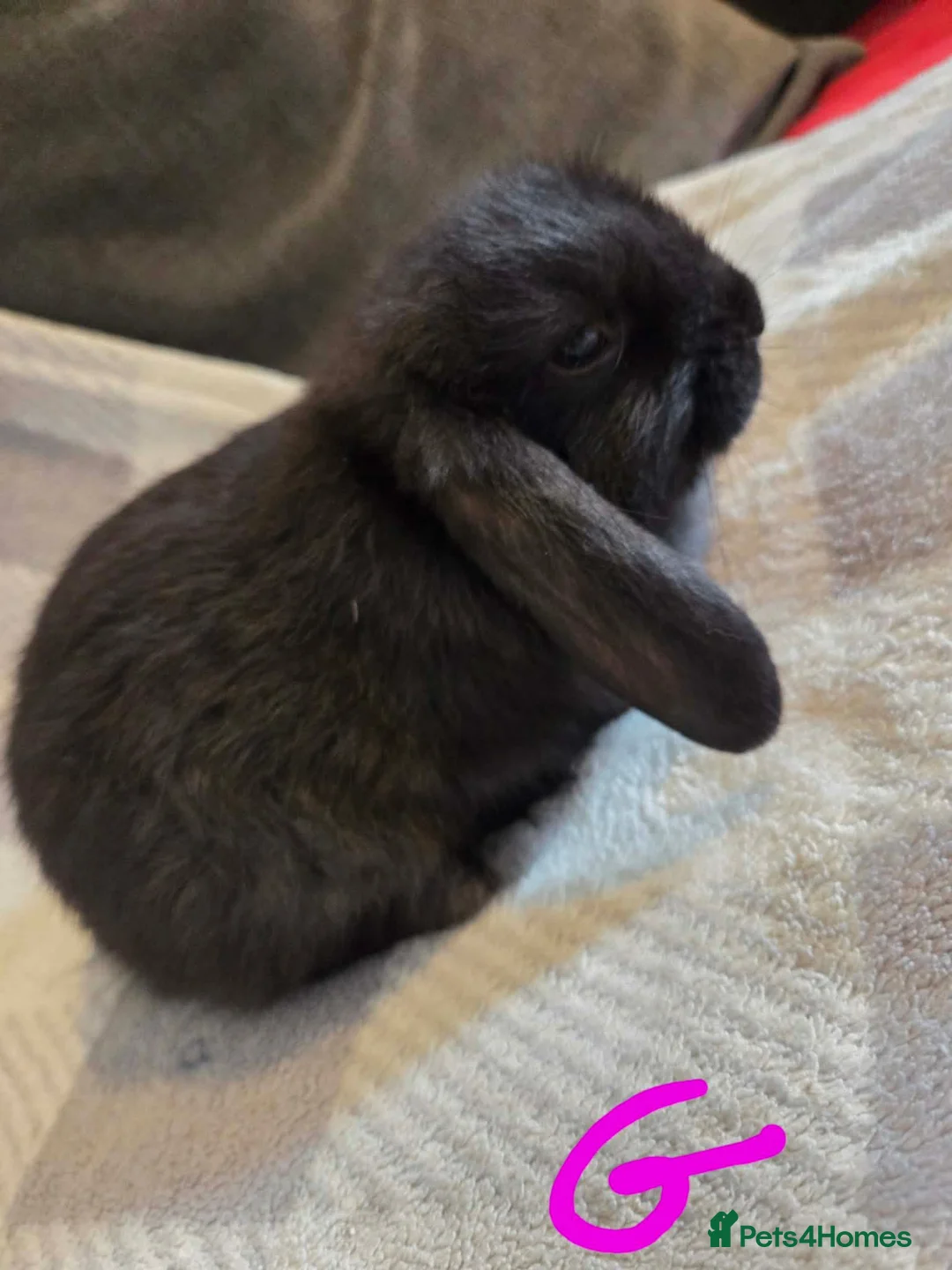 Mini Lop rabbits for sale: Mini lop - Advert 6