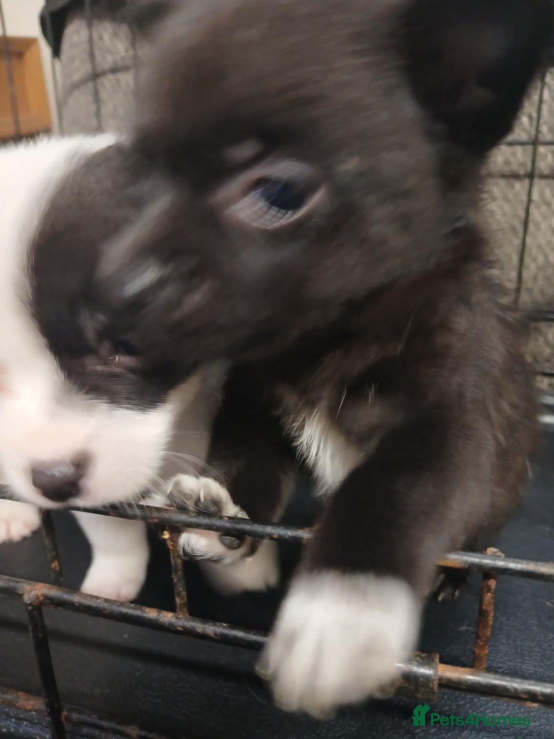 Mixed Breed dogs for sale: Pomeranian cross puppies ready now - Image 11
