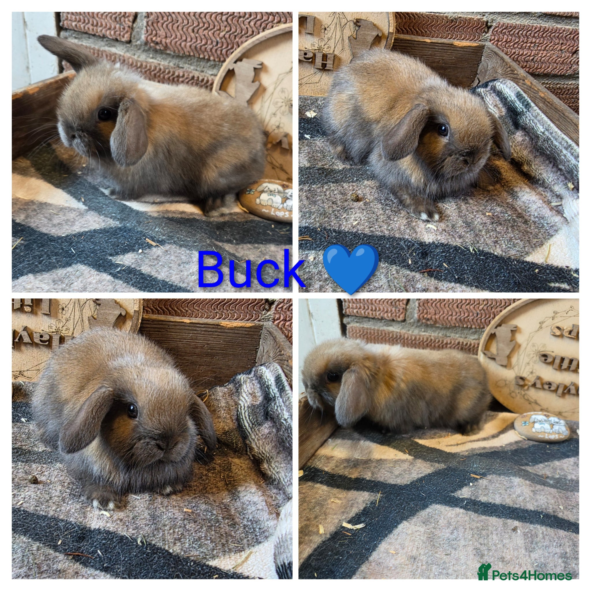 Mini Lop rabbits Gorgeous pure breed mini lops  - Advert 2