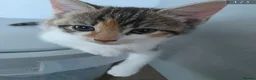 Mixed Breed cats for sale: One female kitten left READY NOW - Advert 1