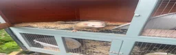 Ferret rodents for sale: Ferret kits for sale in Bristol - Advert 5