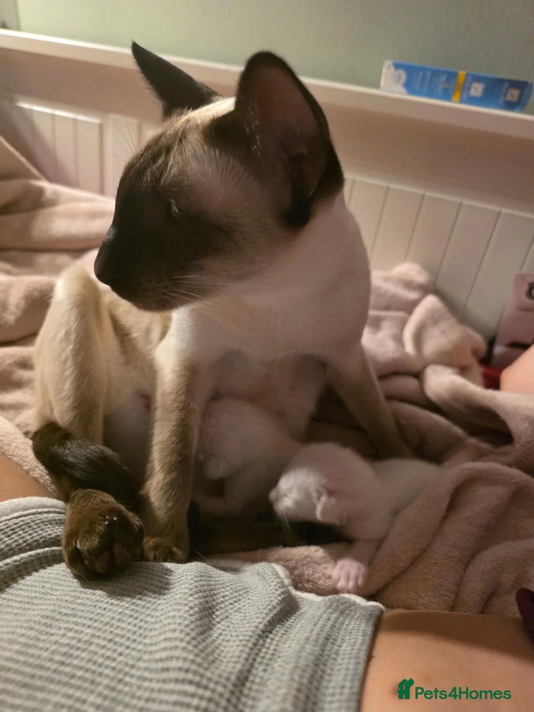 Siamese cats for sale: 2 Siamese  kittens available  for RESERVATION  - Advert 1
