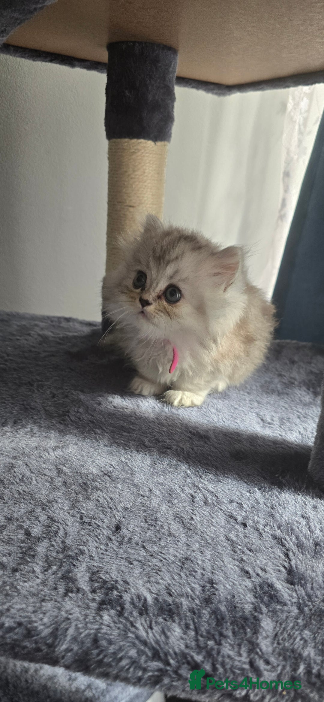 Persian cats for sale: Persian Kittens for Sale – Fluffy Bundles of Joy - Image 3