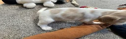 Cocker Spaniel dogs for sale: Beautiful orange roan show type cocker spaniels - Advert 23